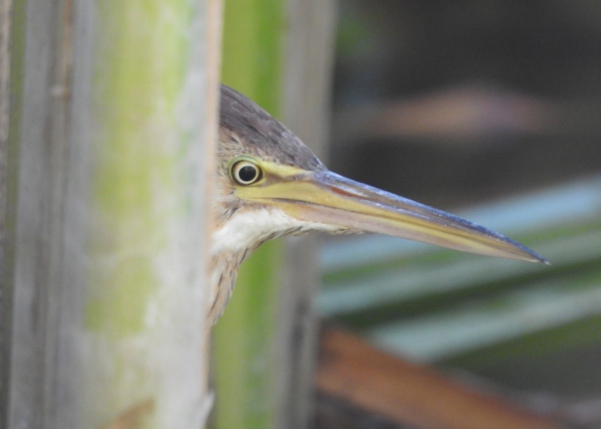 Least Bittern - ML640453601