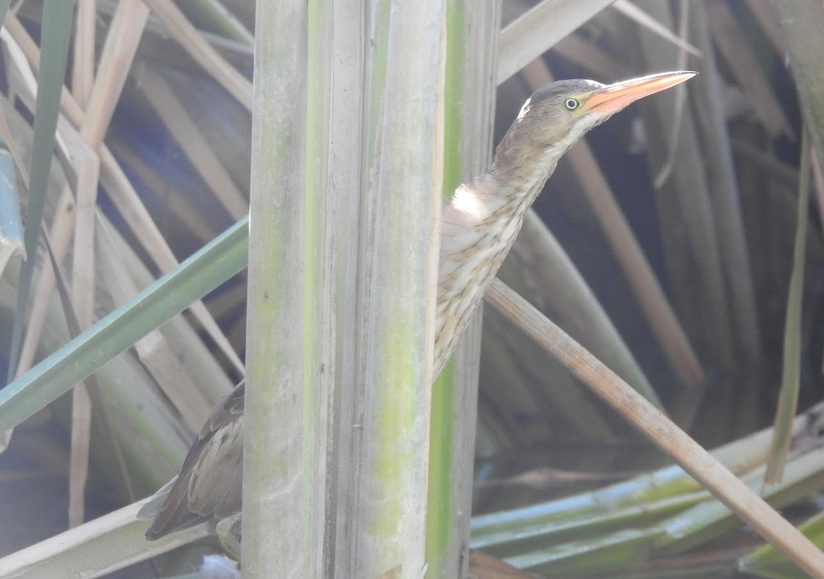 Least Bittern - ML640453622