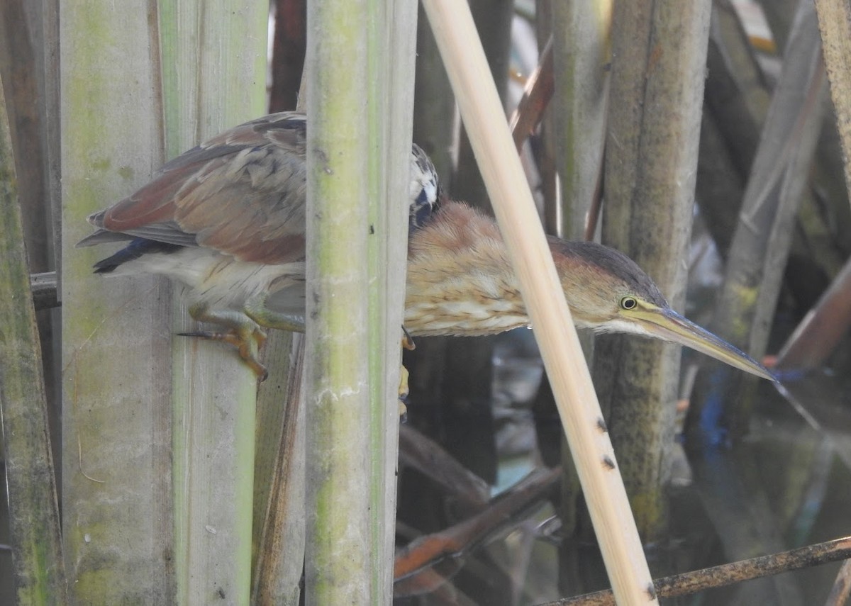 Least Bittern - ML640453624