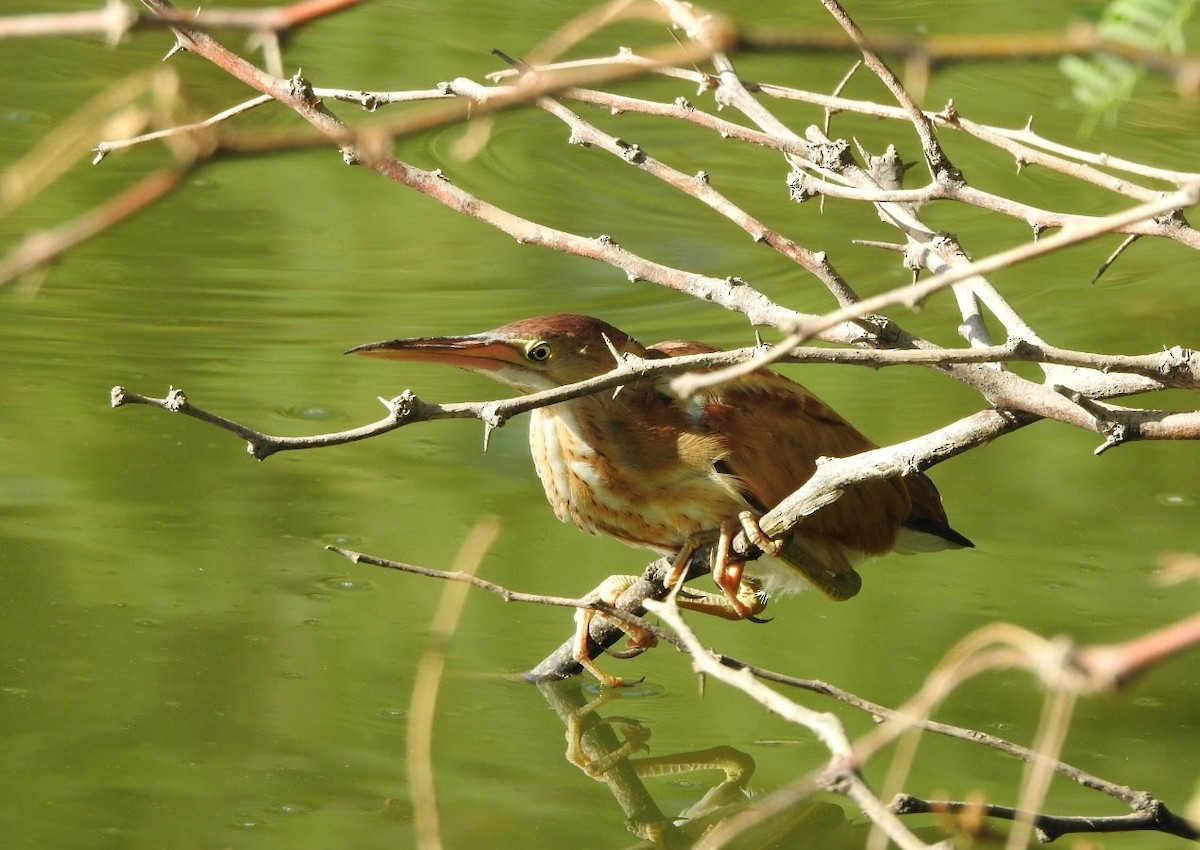 Least Bittern - ML640453632