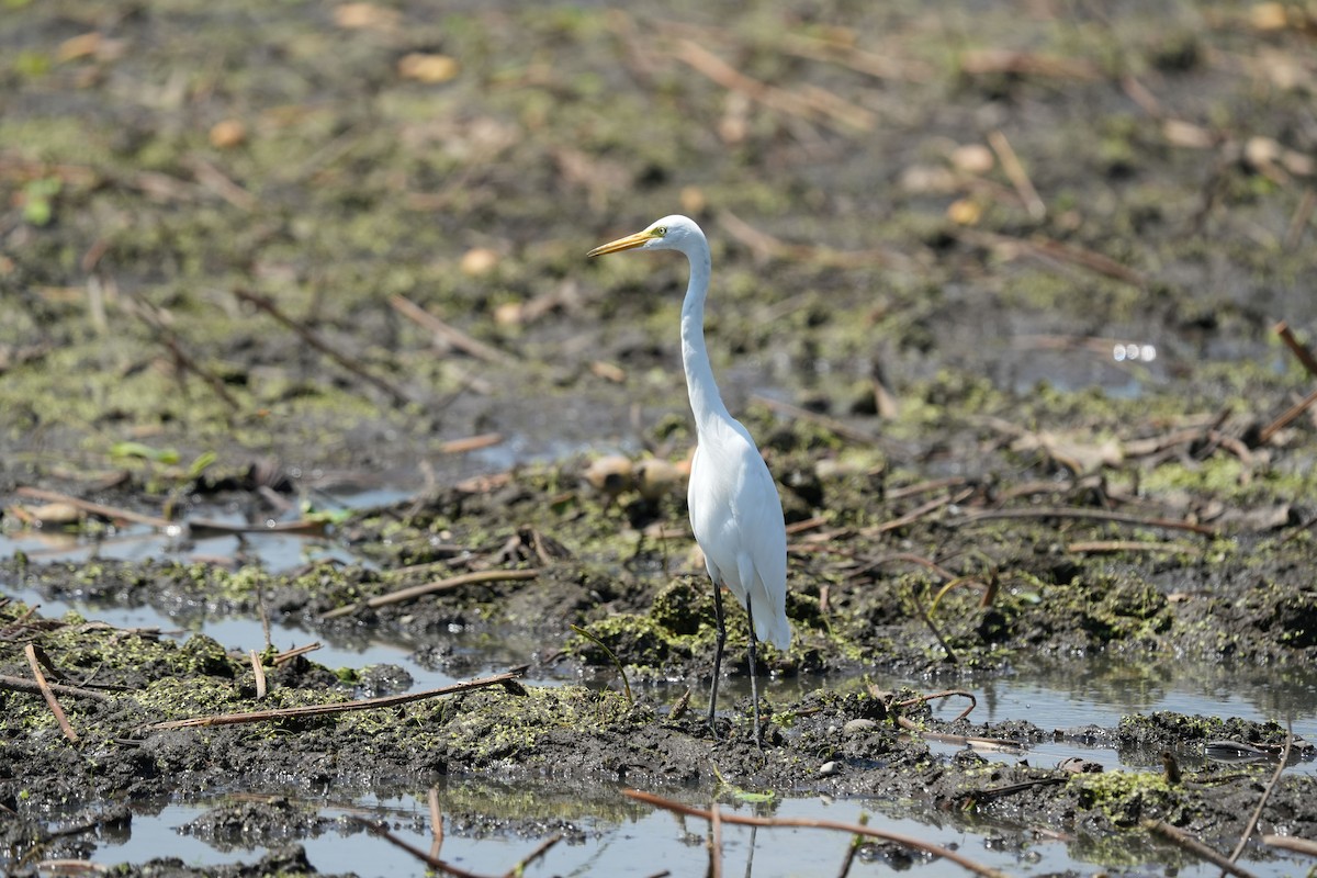 Medium Egret - ML640453634