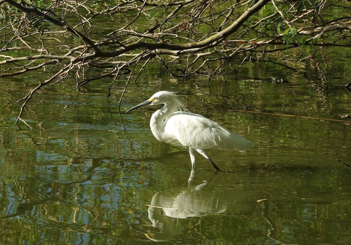 Snowy Egret - ML640453649
