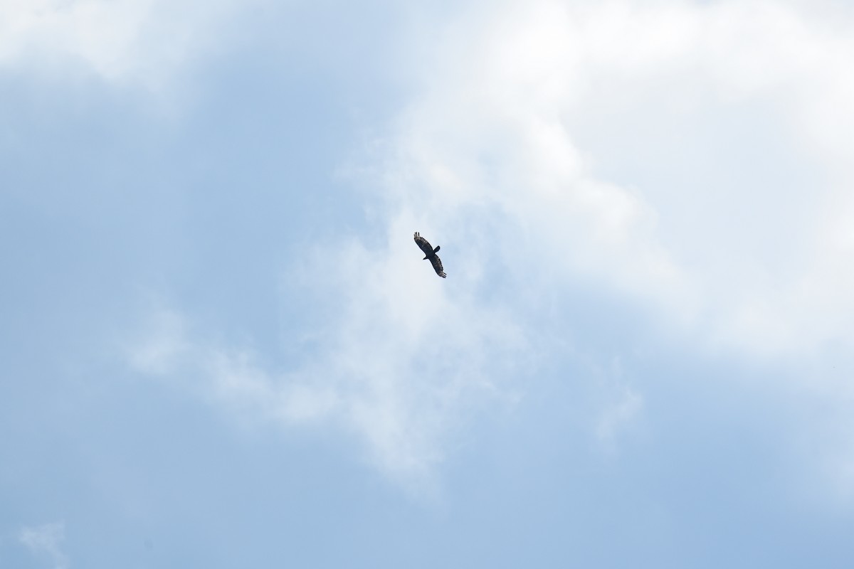 Oriental Honey-buzzard - ML640453668