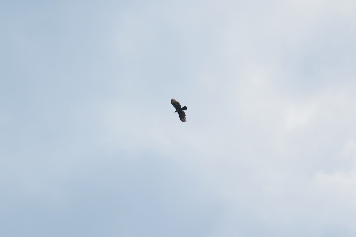 Mountain Hawk-Eagle - ML640453669