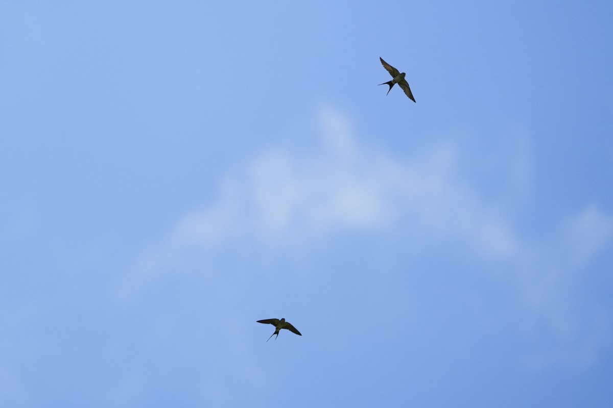Eastern Red-rumped Swallow - ML640453676