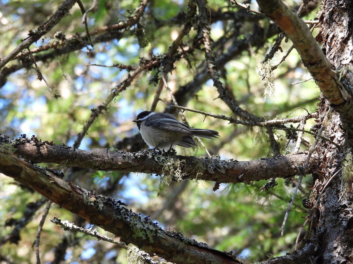 Black-capped Chickadee - ML640453710