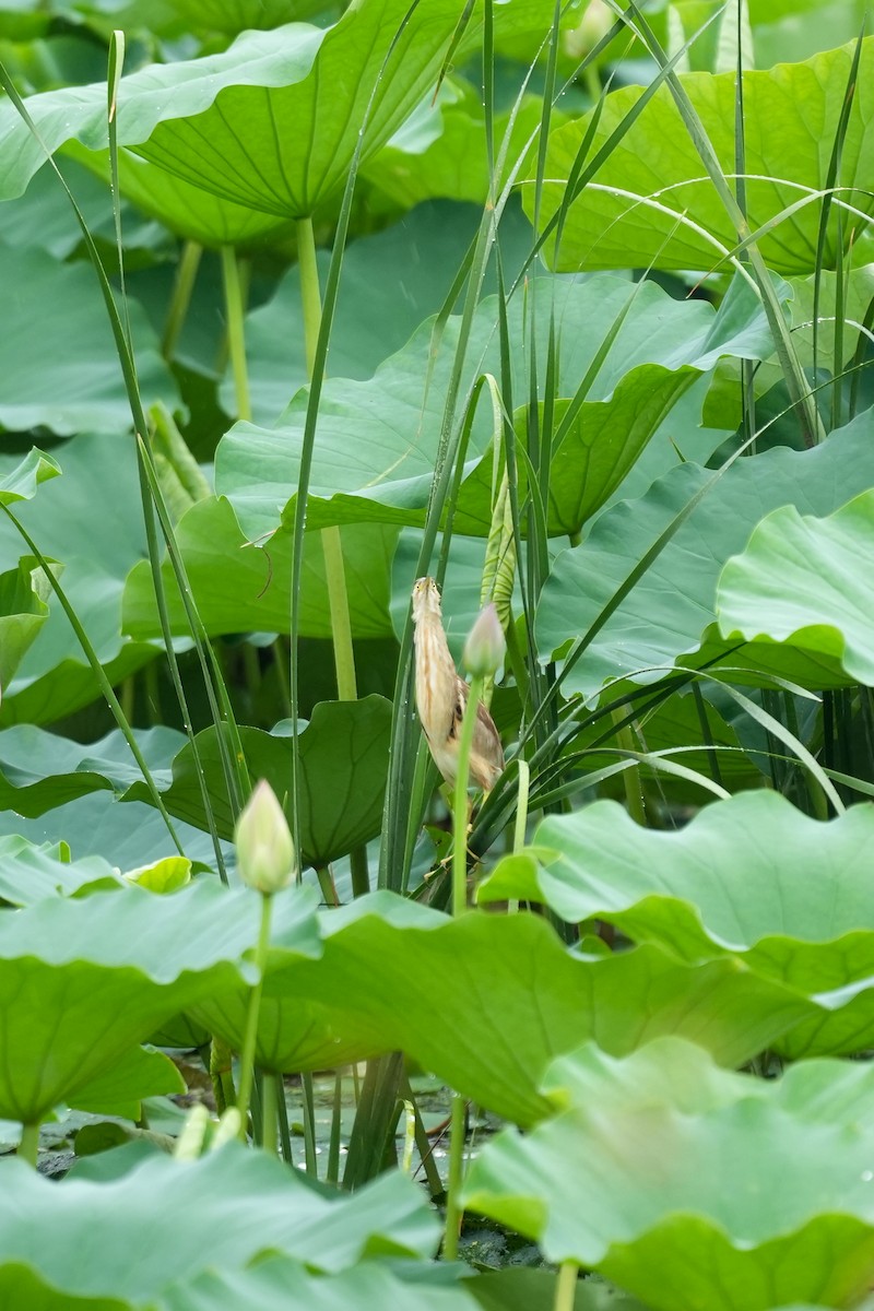 Yellow Bittern - ML640453756
