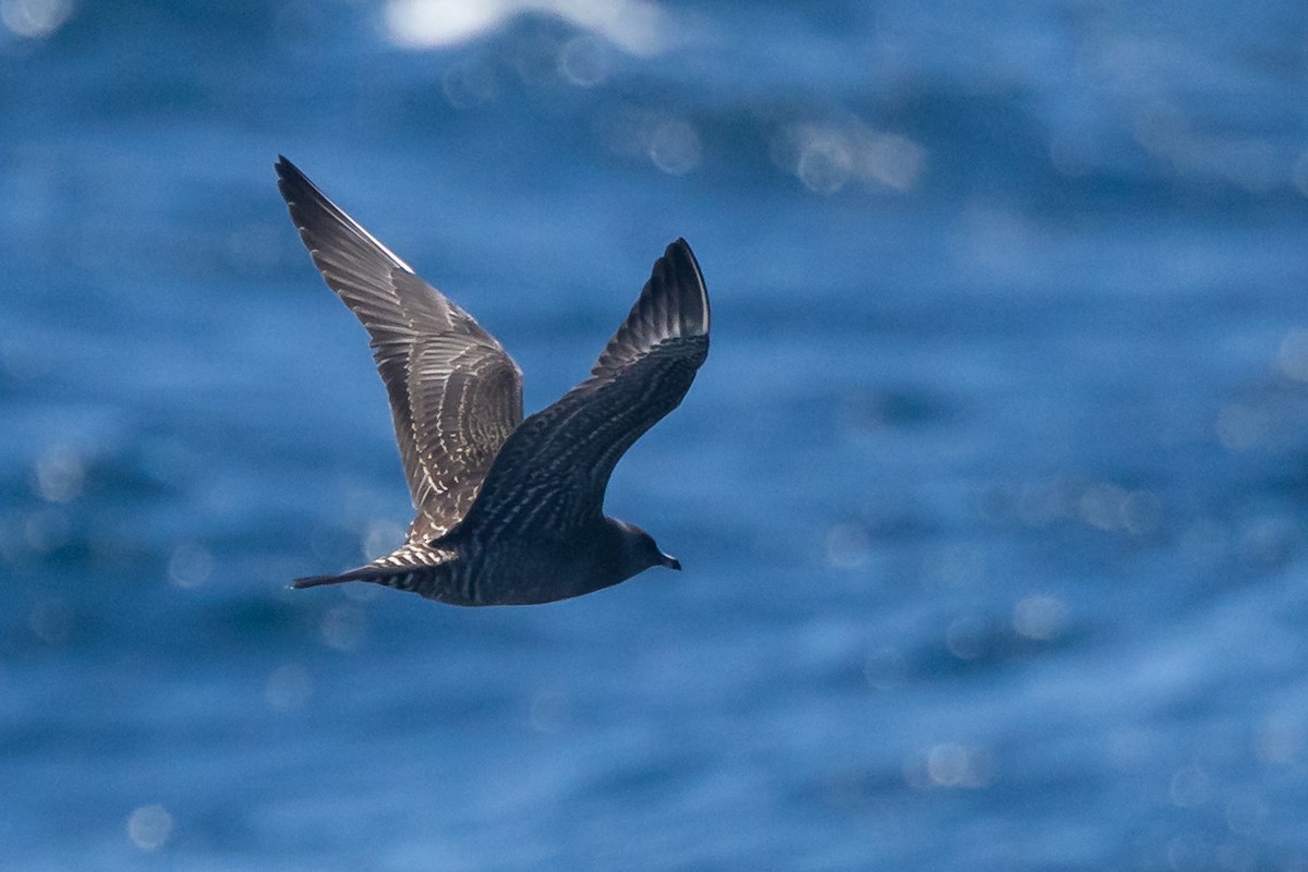 Long-tailed Jaeger - ML640453762