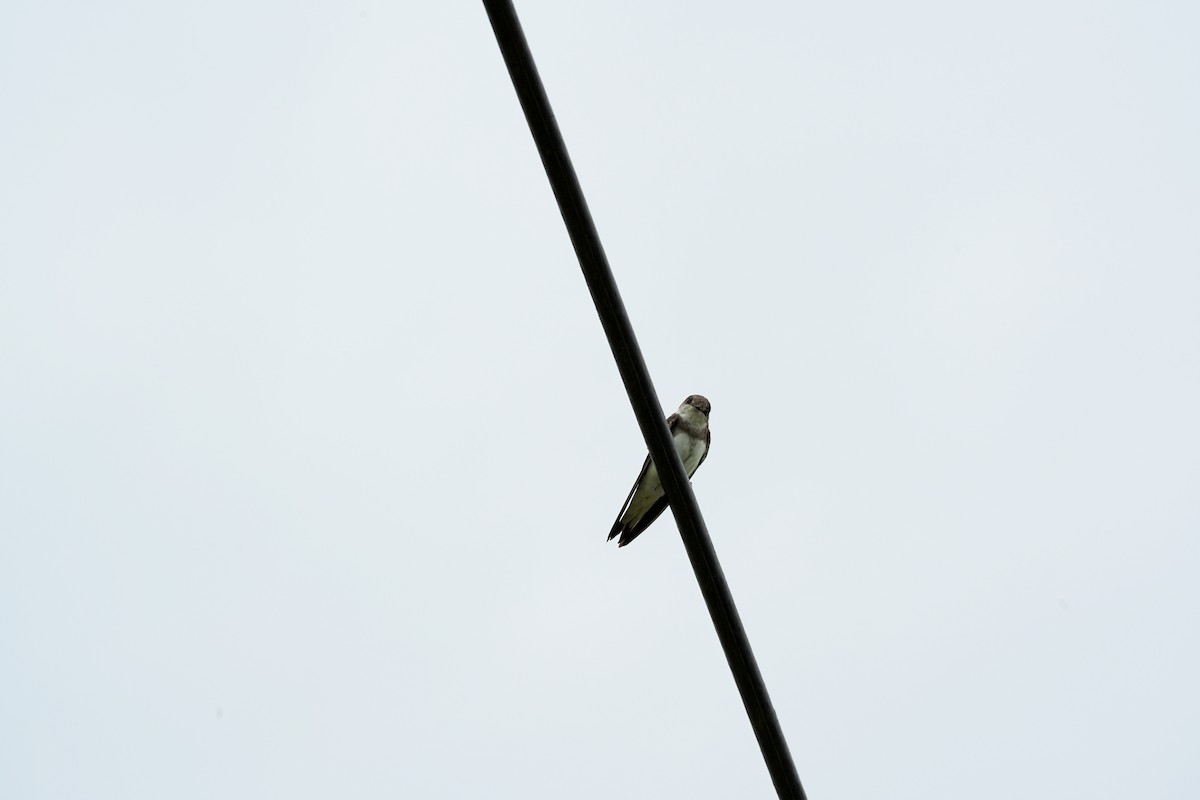 Bank Swallow - ML640453785