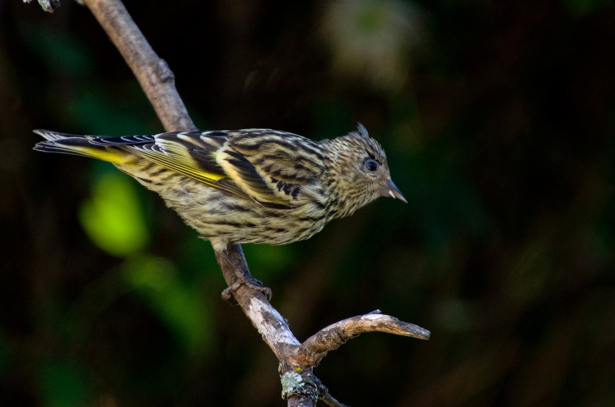Pine Siskin - ML640453804