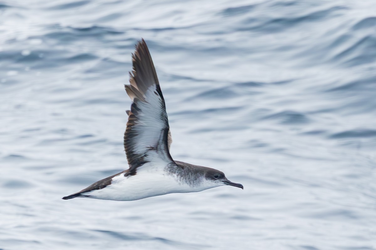 Manx Shearwater - ML640453814
