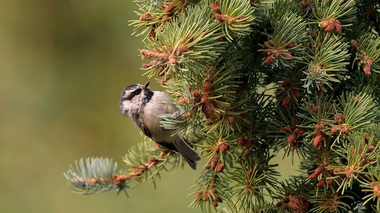 Mountain Chickadee - ML640453819