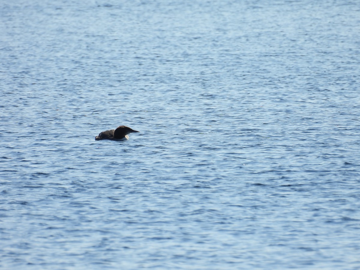 Common Loon - ML640453820