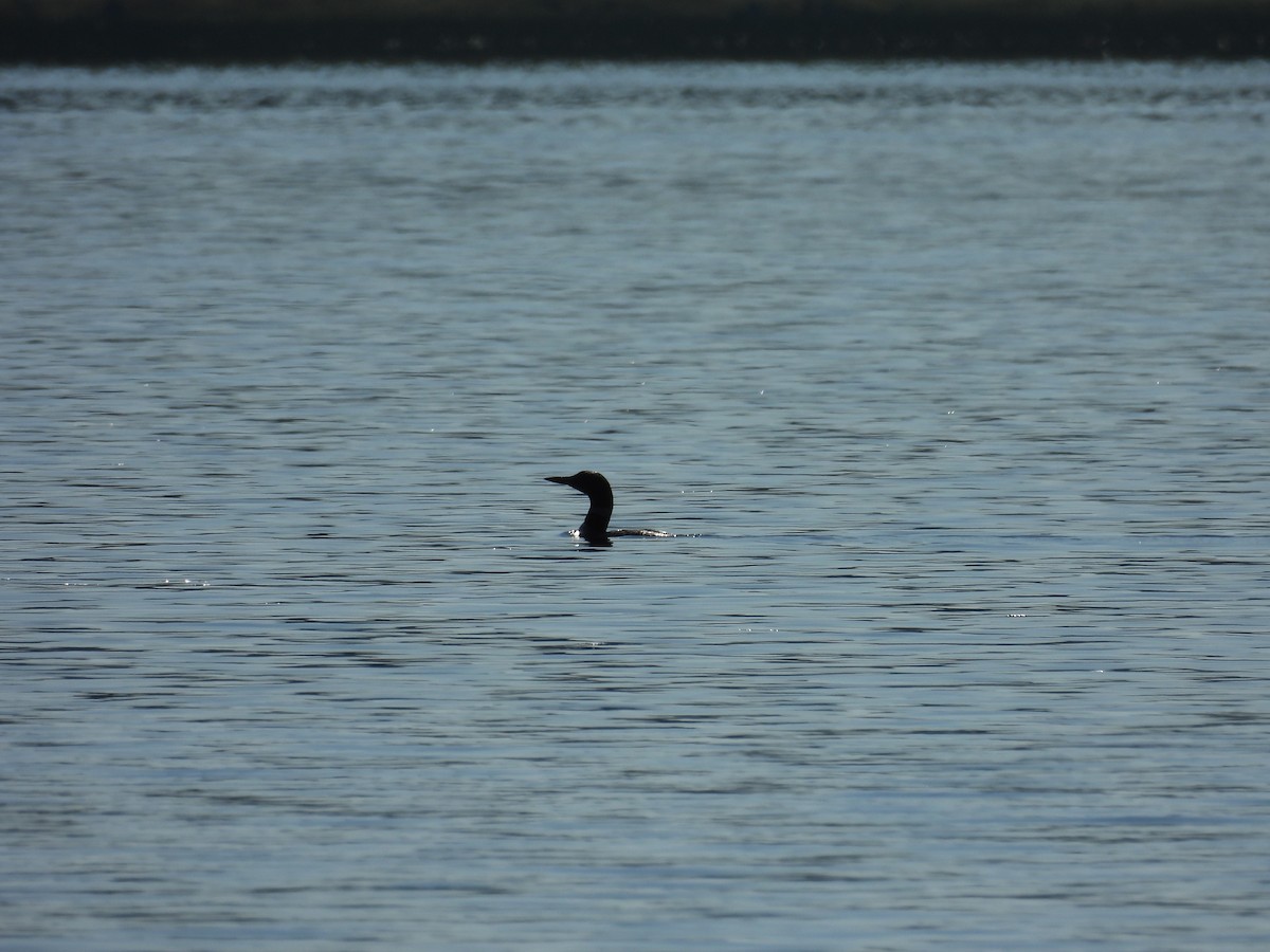 Common Loon - ML640453821
