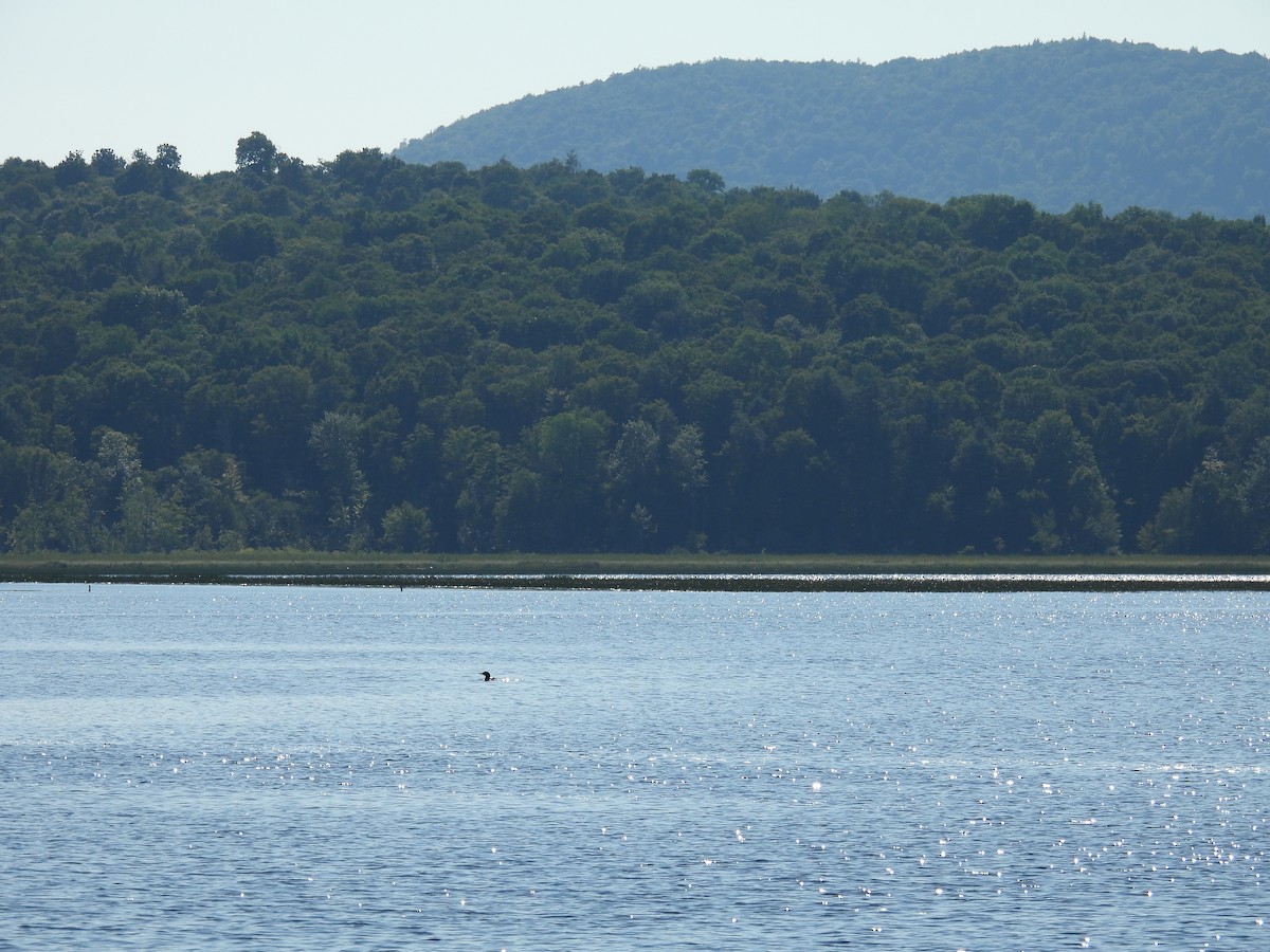 Common Loon - ML640453822
