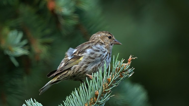 Pine Siskin - ML640453825