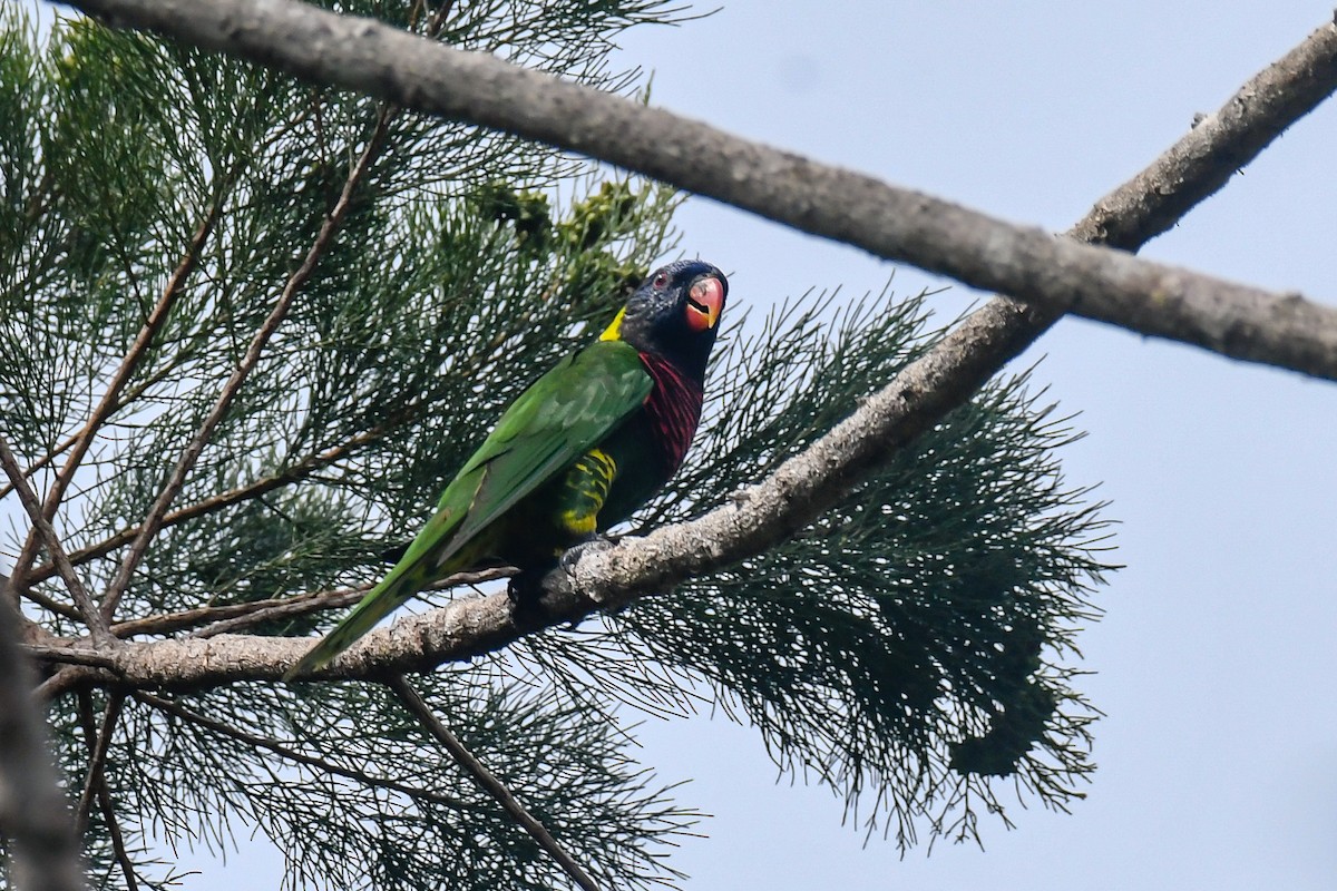 Coconut Lorikeet - ML640453834