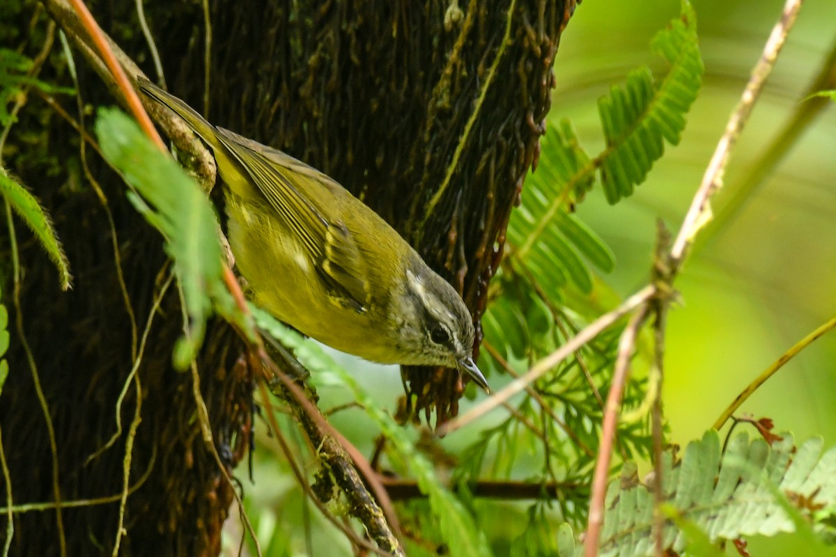 Island Leaf Warbler - ML640453839