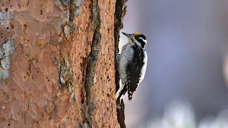 American Three-toed Woodpecker - ML640453880