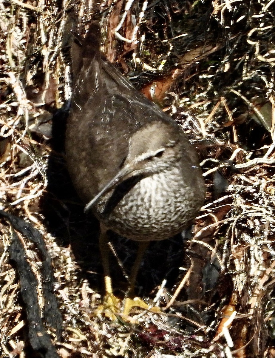 Wandering Tattler - ML640453898
