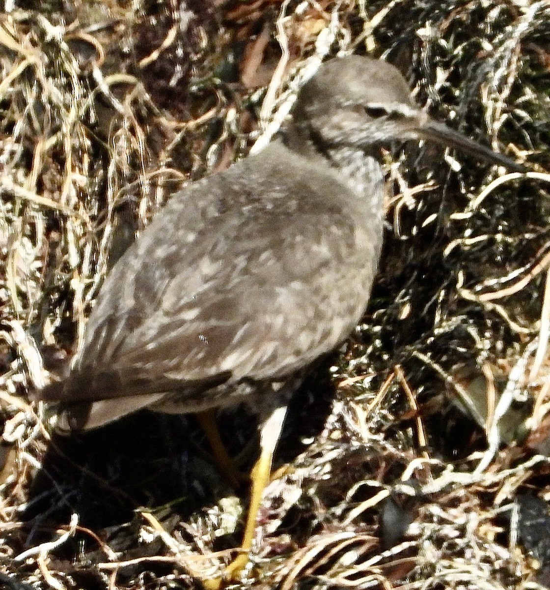 Wandering Tattler - ML640453899