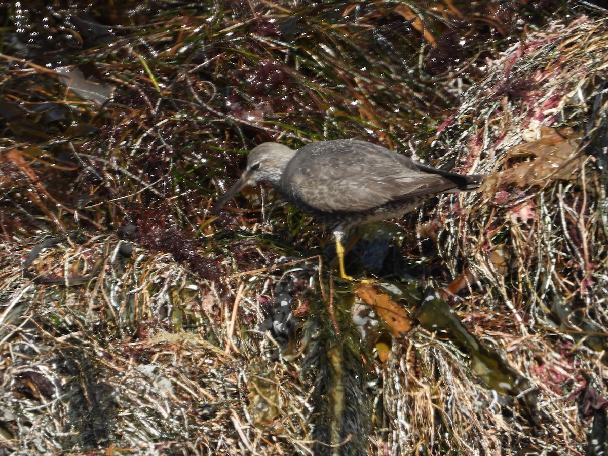 Wandering Tattler - ML640453900