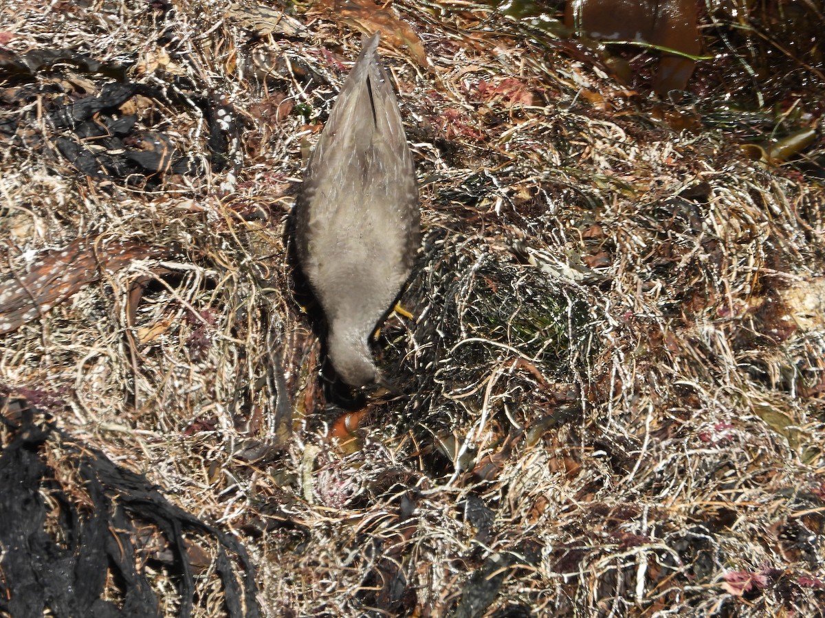 Wandering Tattler - ML640453901