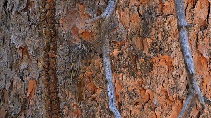 Brown Creeper - ML640453905