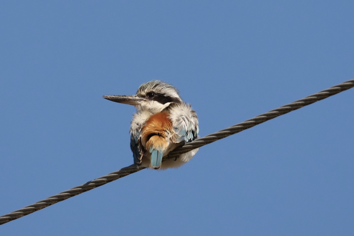 Red-backed Kingfisher - ML640454006