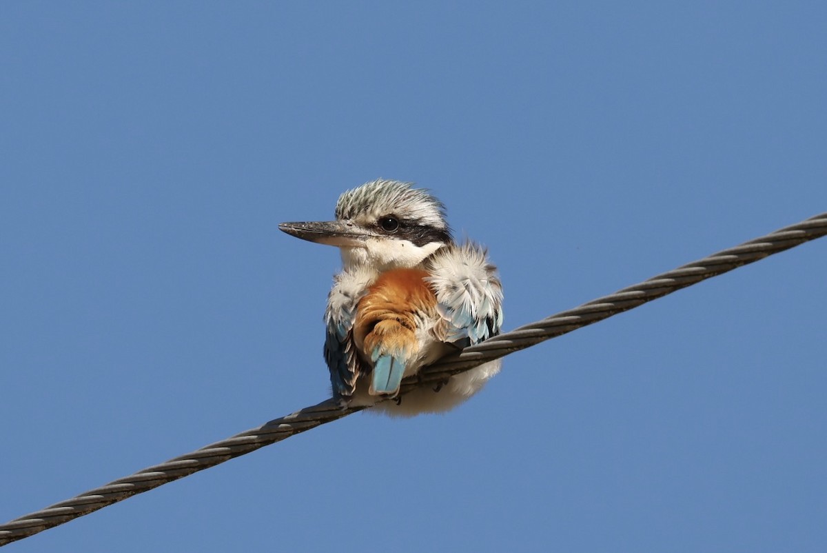 Red-backed Kingfisher - ML640454009