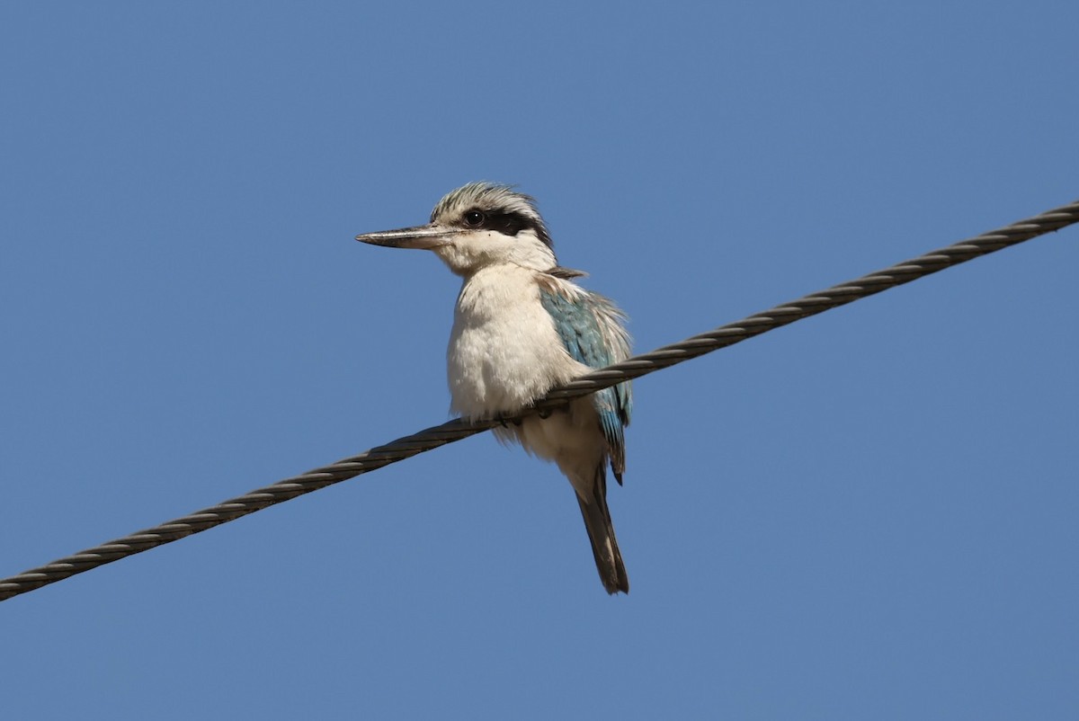 Red-backed Kingfisher - ML640454010