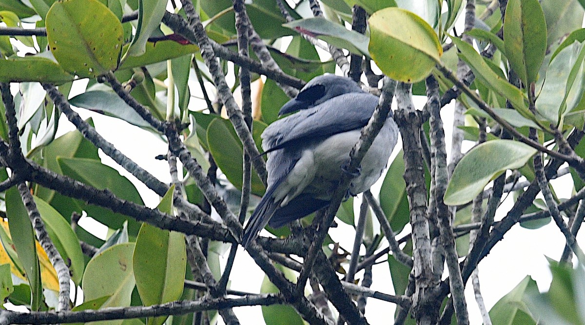 Weißbauch-Raupenfänger - ML640454016