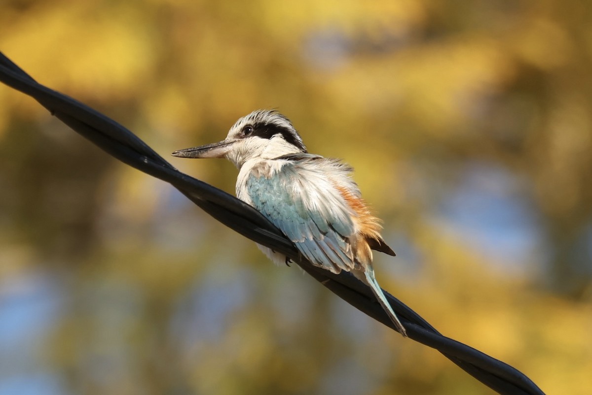 Red-backed Kingfisher - ML640454021