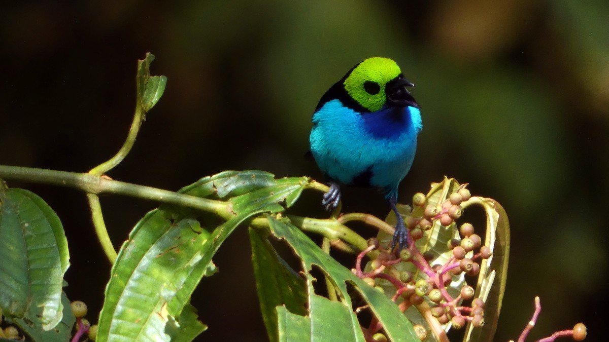 Paradise Tanager - ML640454024