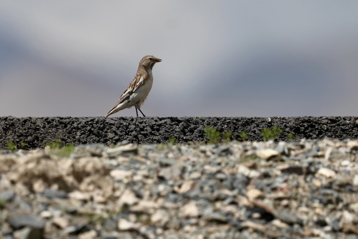 Tibetan Snowfinch - ML640454033