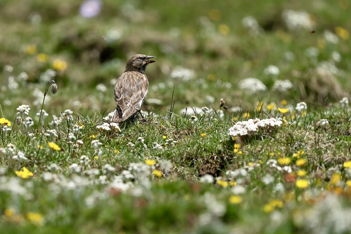 Tibetan Snowfinch - ML640454034