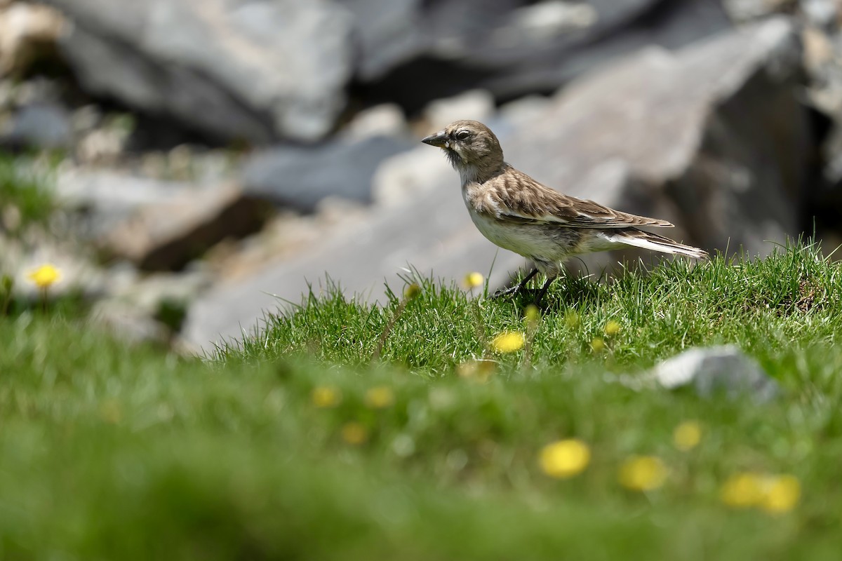 Tibetan Snowfinch - ML640454035