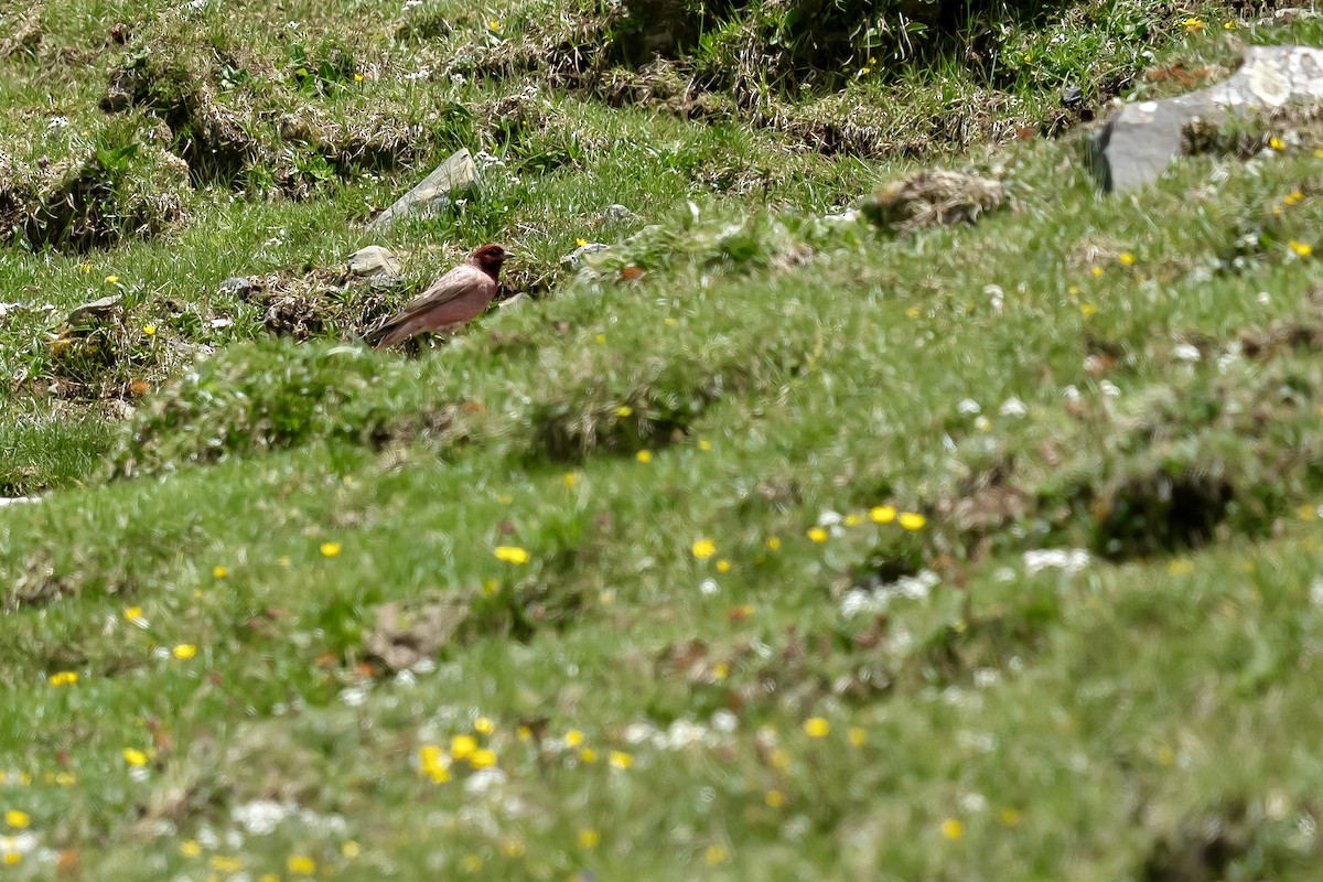 ハネナガマシコ - ML640454041