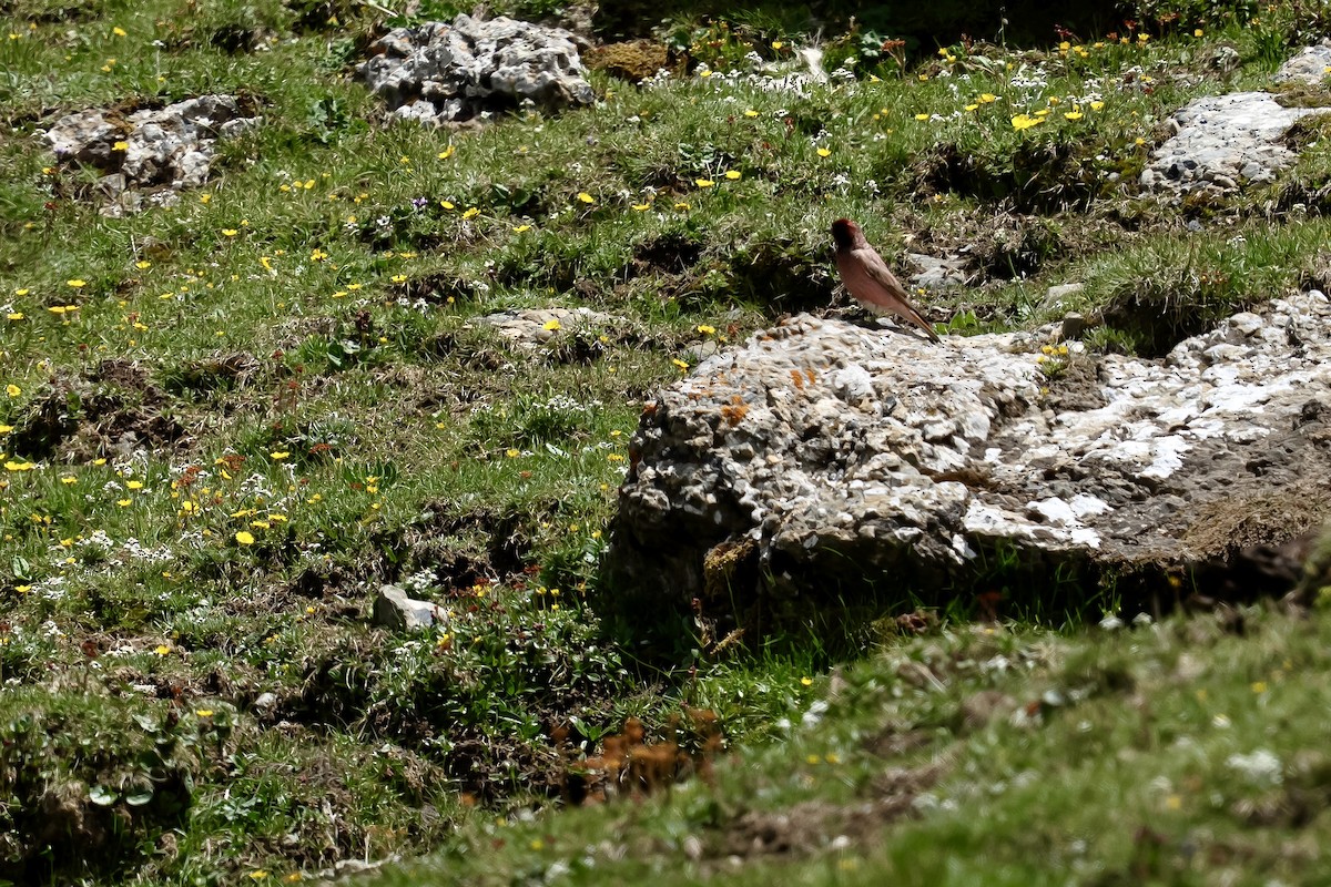 ハネナガマシコ - ML640454042