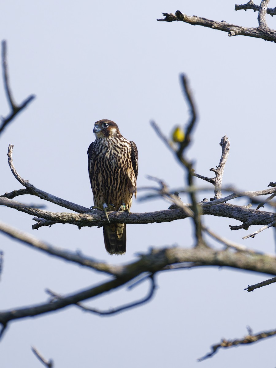 Эгэл шонхор - ML640454062