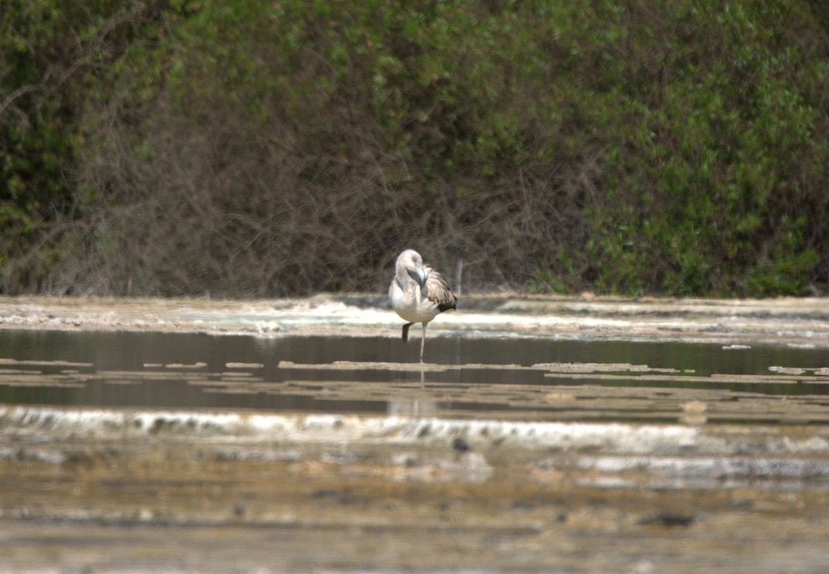 Şili Flamingosu - ML640454077