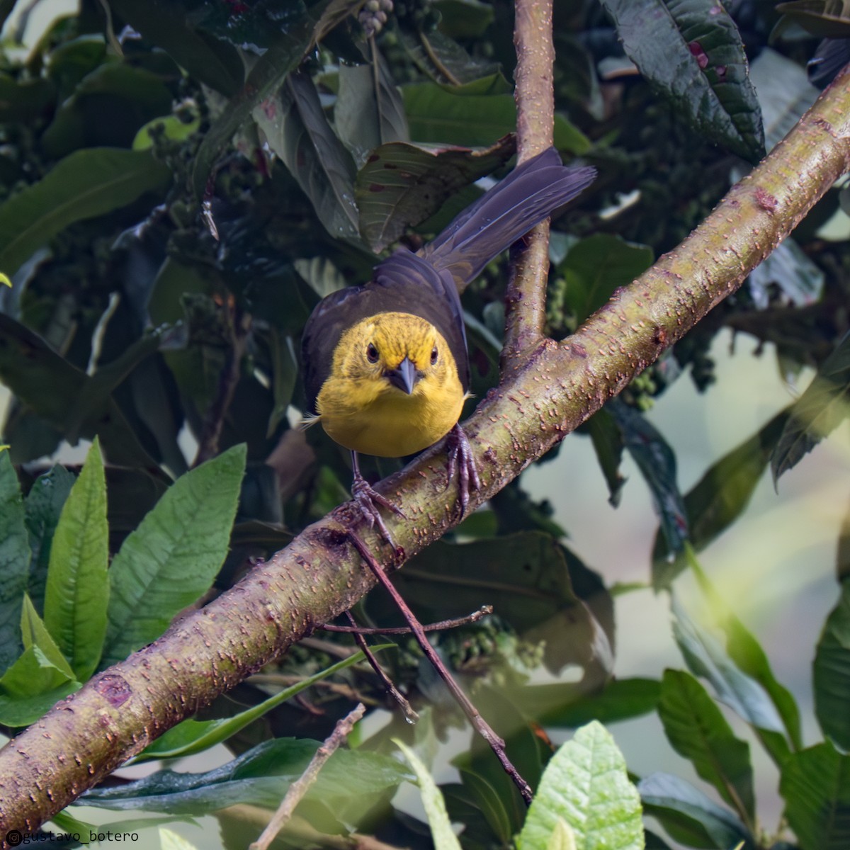 Yellow-headed Brushfinch - ML640454081