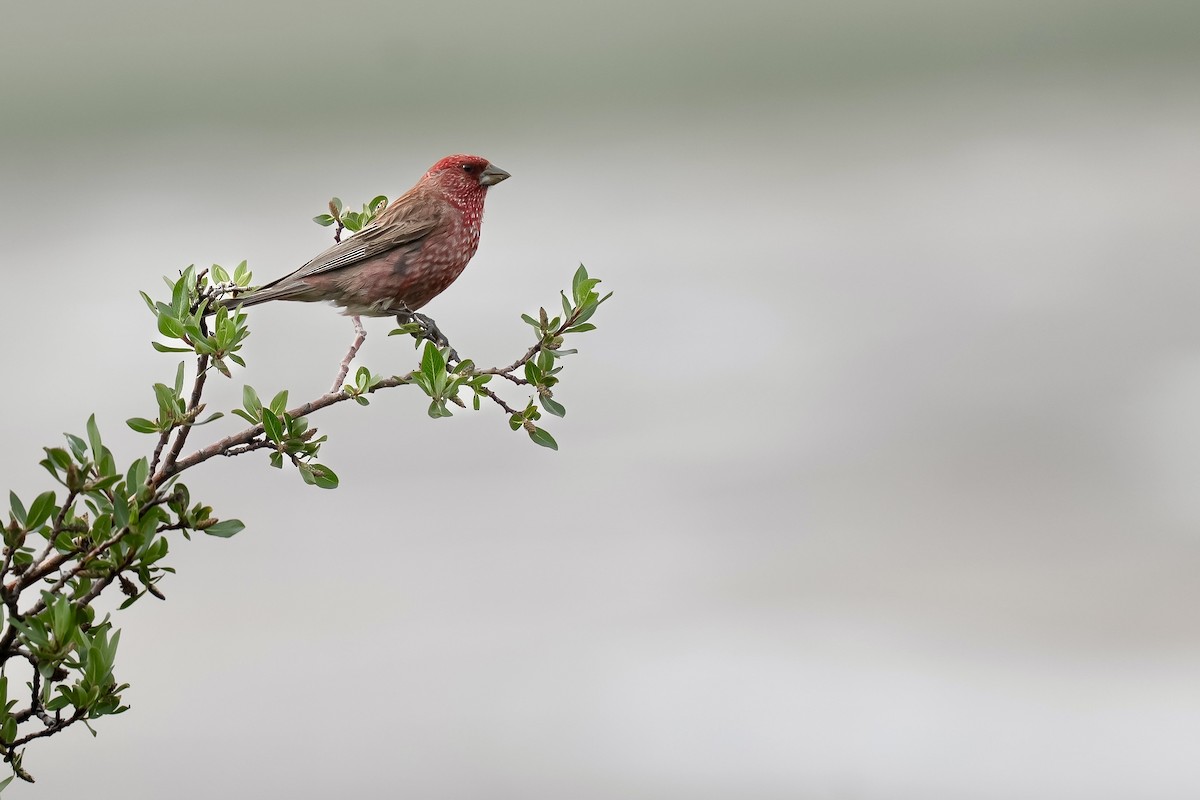 Streaked Rosefinch - ML640454082