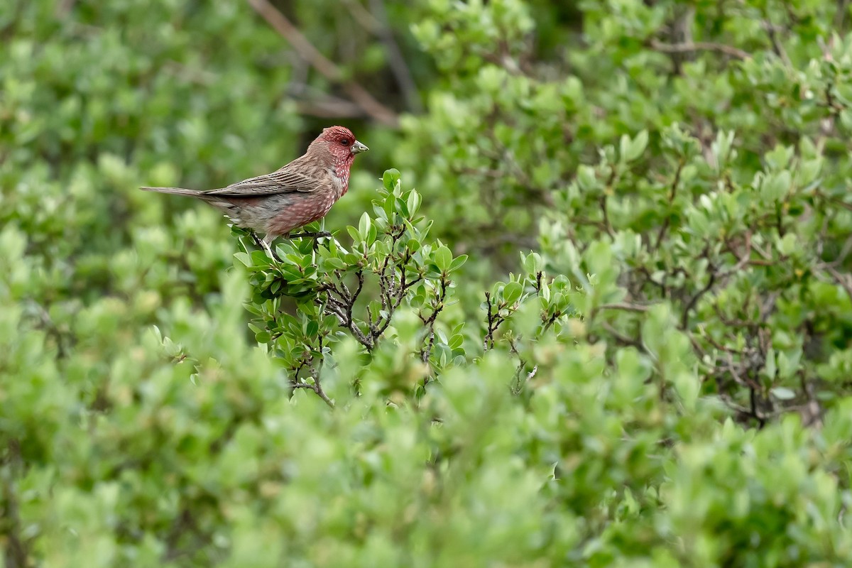 Streaked Rosefinch - ML640454083