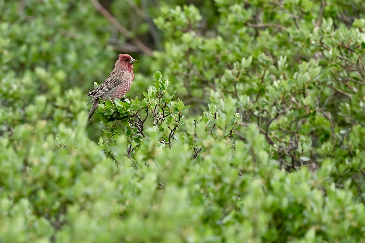 Streaked Rosefinch - ML640454084