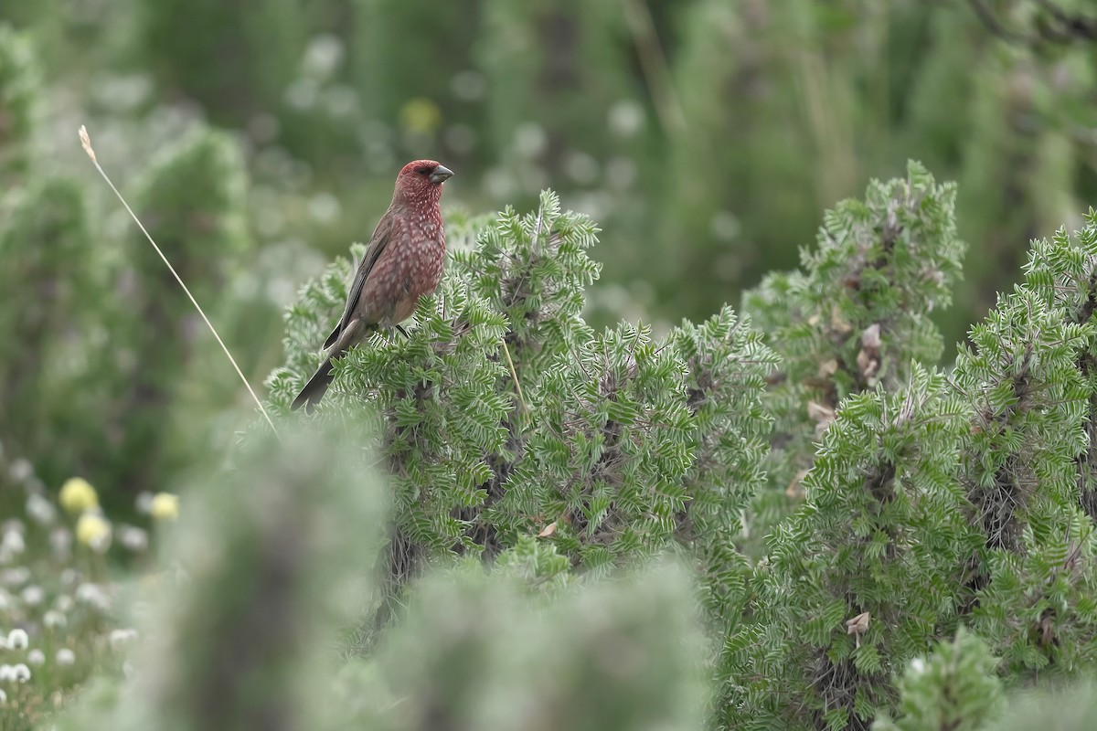 Streaked Rosefinch - ML640454085