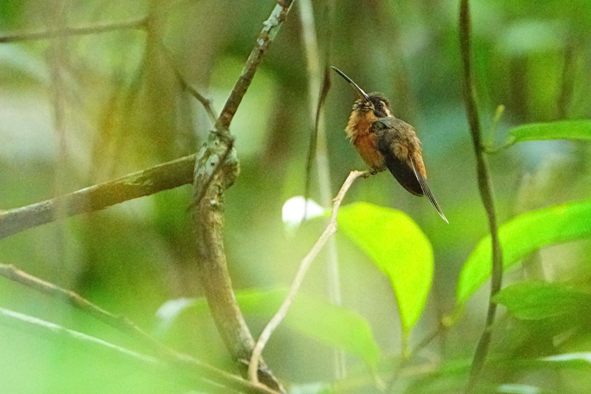Black-throated Hermit - ML640454089