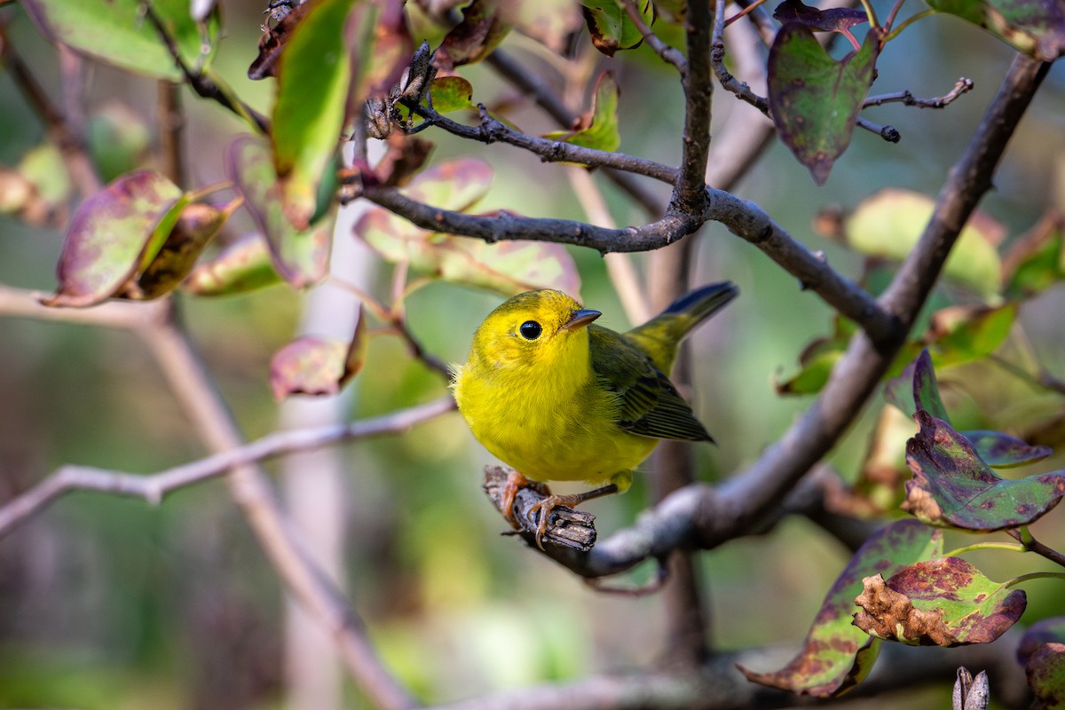 Wilson's Warbler - ML640454092