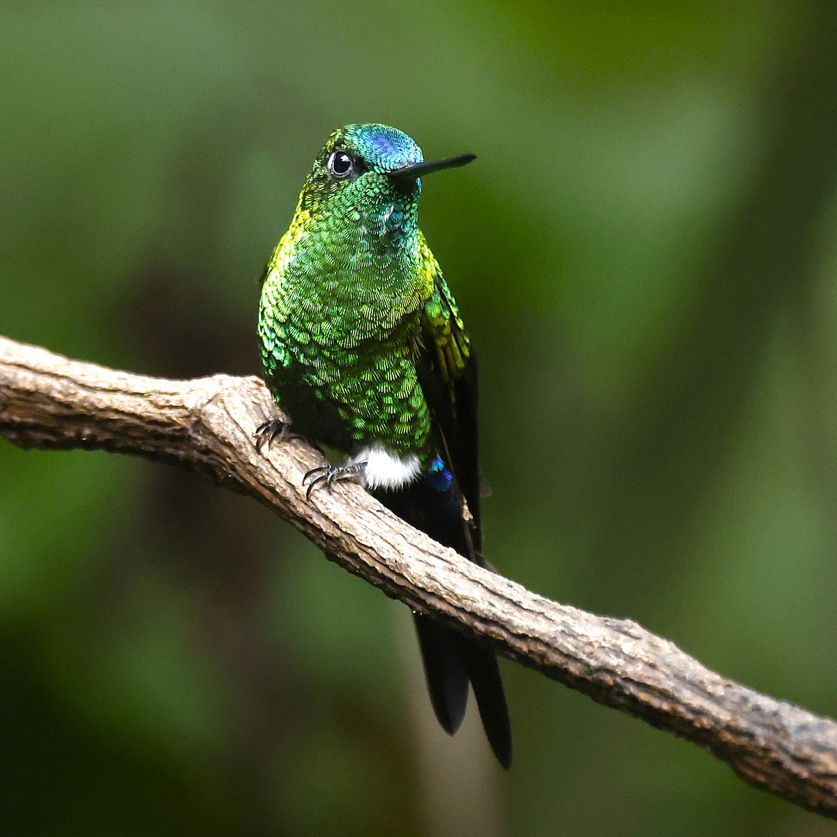 Sapphire-vented Puffleg (Sapphire-vented) - ML640454104