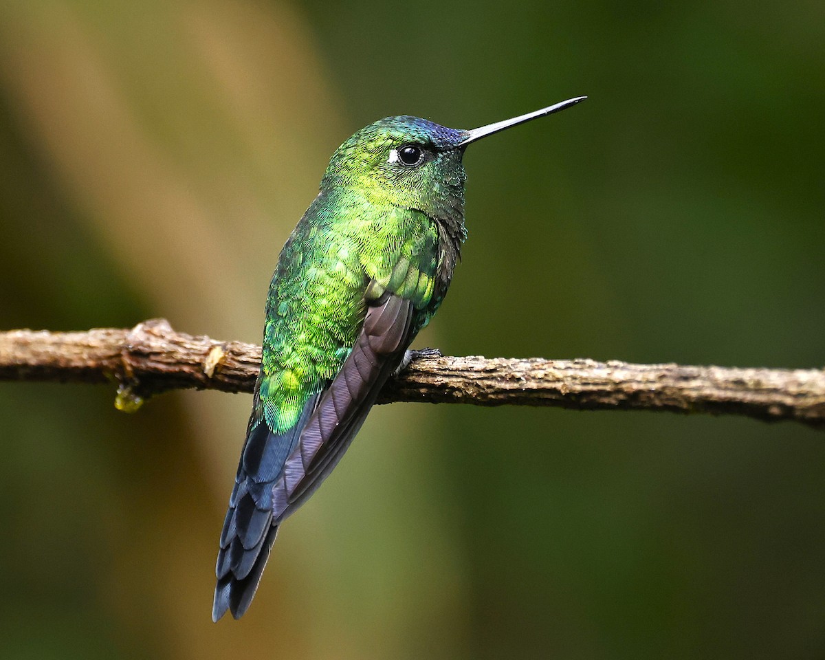 Sapphire-vented Puffleg (Sapphire-vented) - ML640454106